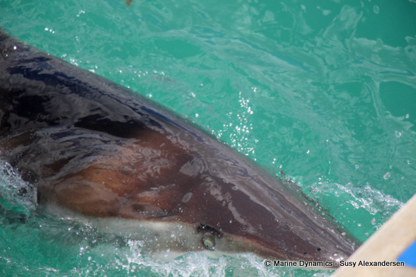 Bronze whaler shark