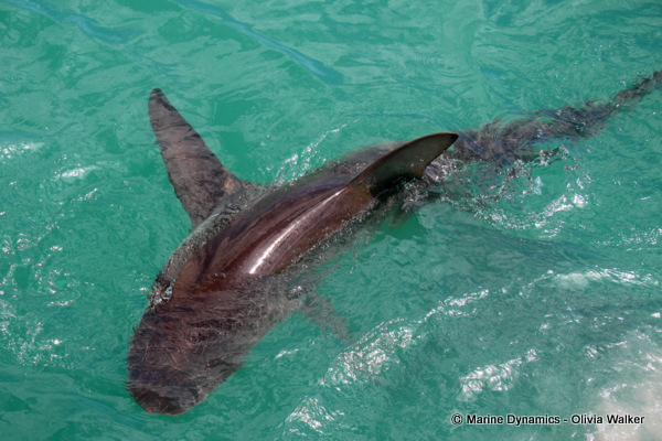 bronze whaler shark, South Africa