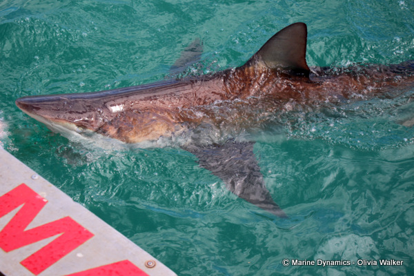 Bronze Whaler shark, South Africa