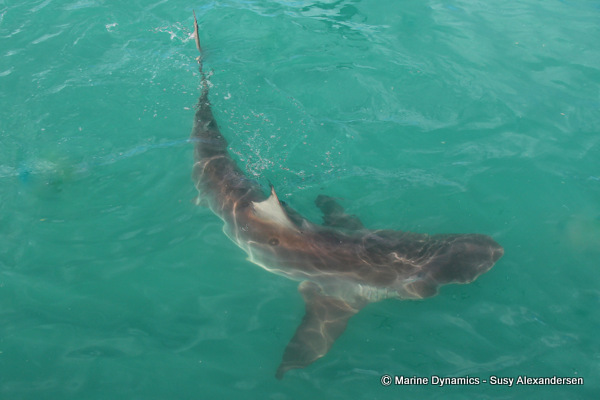 Bronze Whaler shark, South Africa