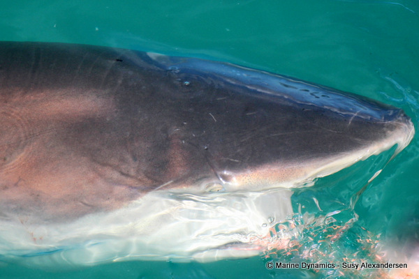 Bronze Whaler shark, South Africa