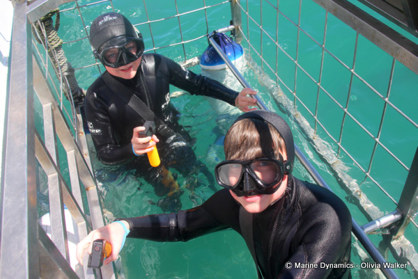 shark cage diving, South Africa