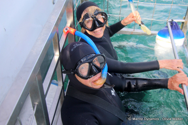 shark cage diving, South Africa