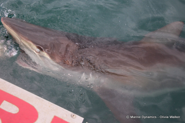 Bronze Whaler shark. South Africa