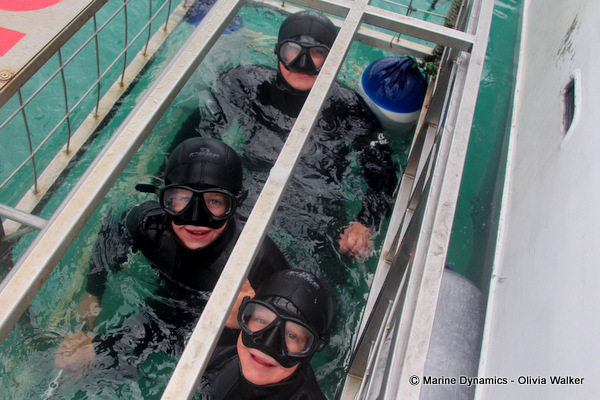 shark cage diving, South Africa