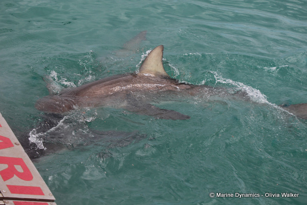 Bronze Whaler shark, South Africa