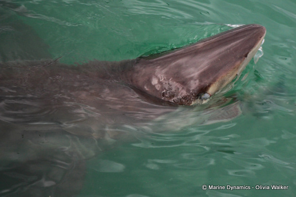 Bronze Whaler shark, South Africa