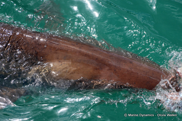 Bronze Whaler shark, South Africa