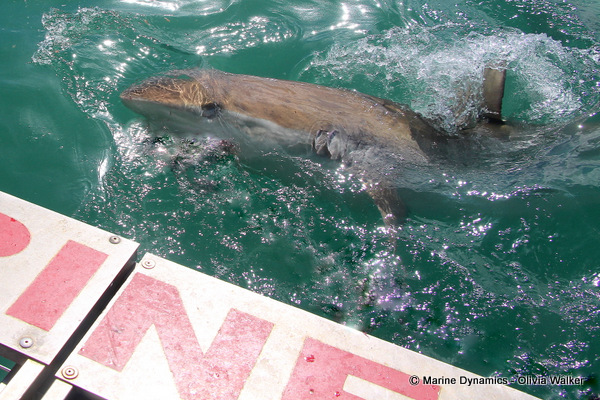 Bronze Whaler shark, South Africa