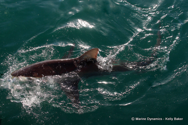 Bronze Whaler shark, South Africa