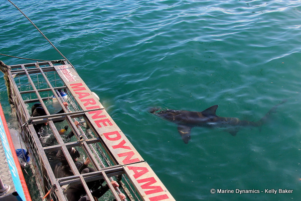 Bronze Whaler shark, South Africa