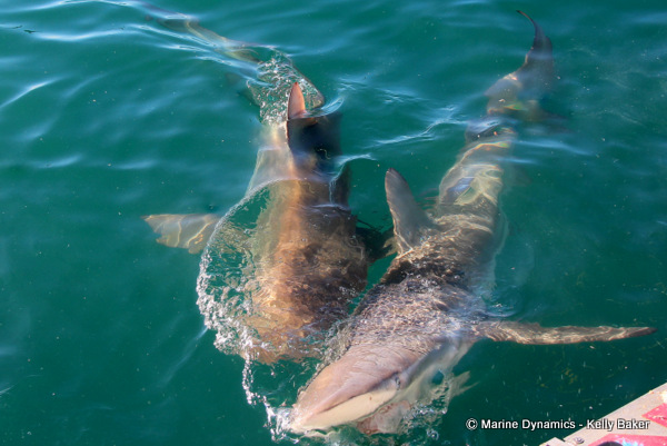 Bronze Whaler shark, South Africa