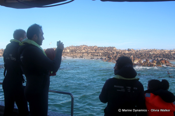 Cape Fur seals, South Africa