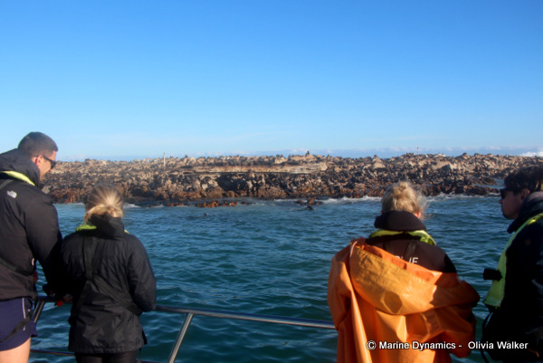 Cape Fur seals, South Africa