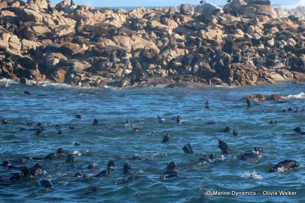 Cape Fur seals, South Africa