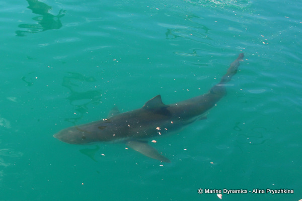 Bronze Whaler shark, South Africa