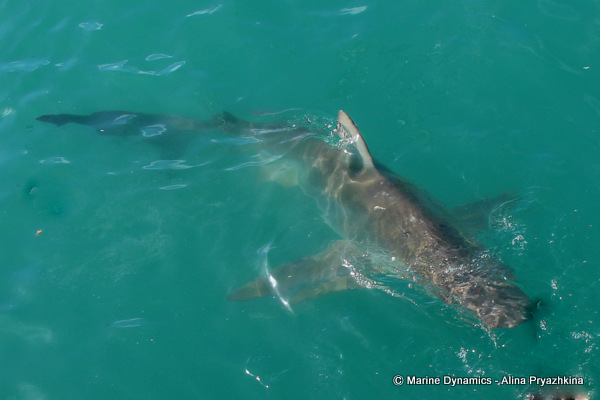 Bronze whaler, Gansbaai, south africa
