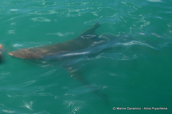 Bronze whaler, South africa