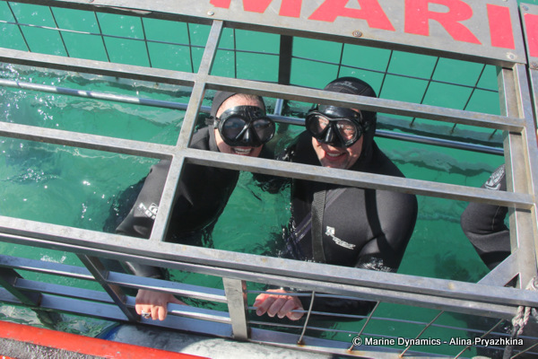 Shark cage diving, Gansbaai, South africa