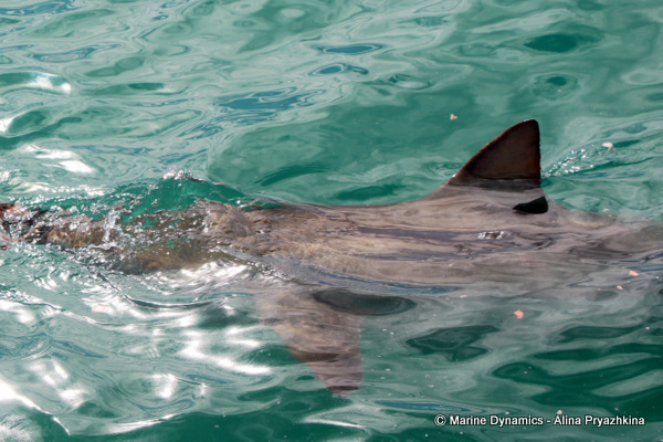 Bronze whaler shark, Gansbaai, South africa