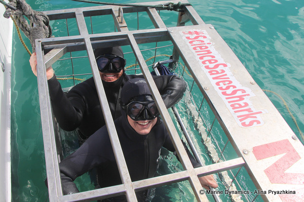 shark cage diving