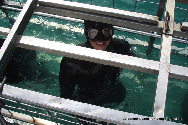 shark cage diving gansbaai south africa