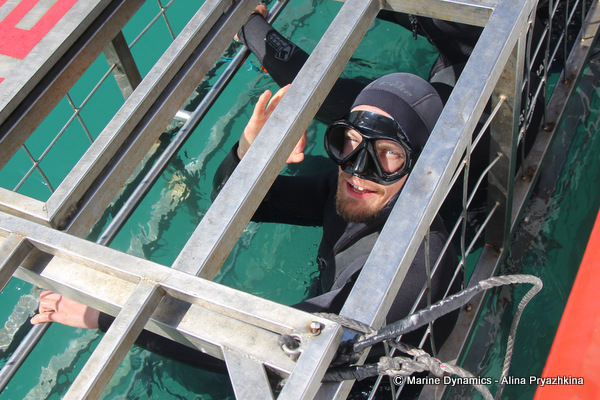 shark cage diving south africa gansbaai
