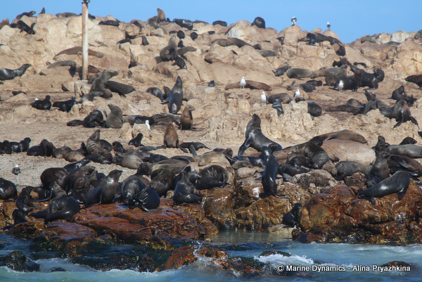 Dyer island, shark alley