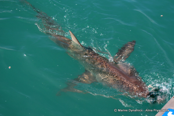 bronze whaler