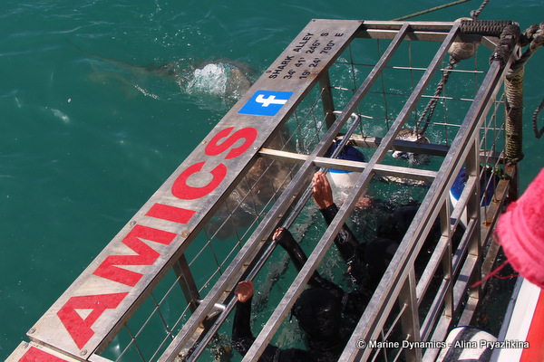 bronze whaler, gansbaai, south africa
