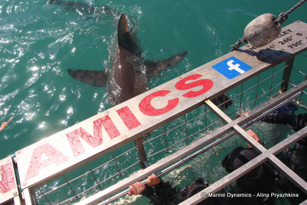 bronze whaler, gansbaai, south africa