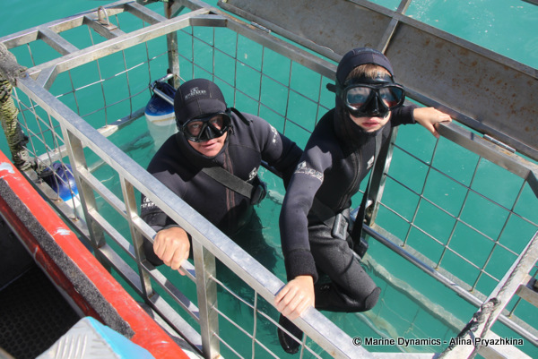 shark cage diving
