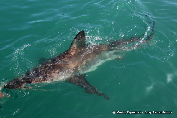 Bronze whaler shark