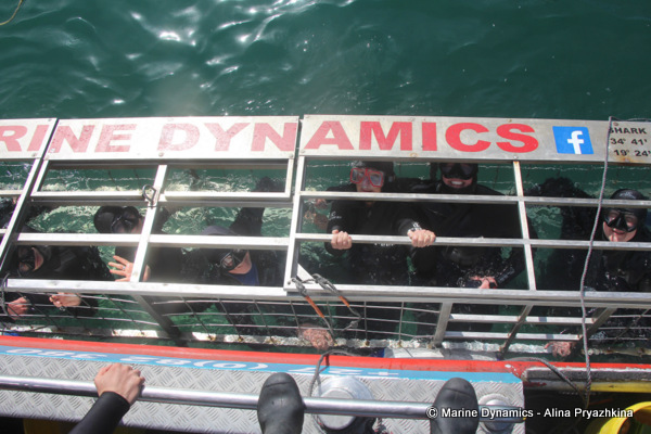 Shark cage diving south africa