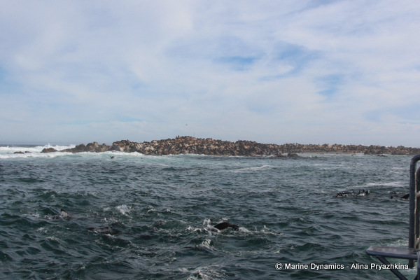 shark alley