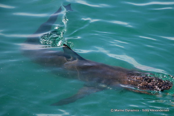 Bronze whaler shark