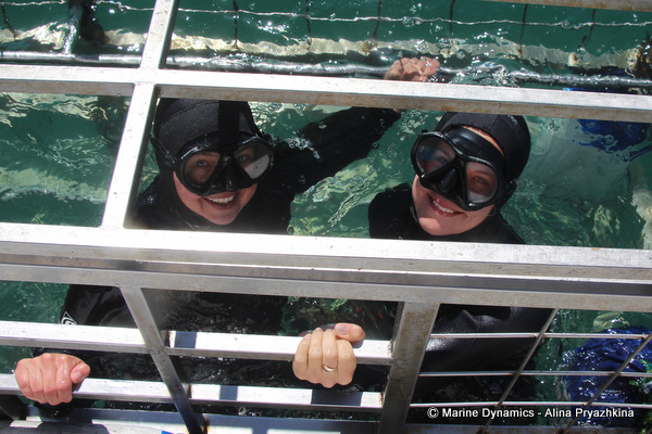 shark cage diving
