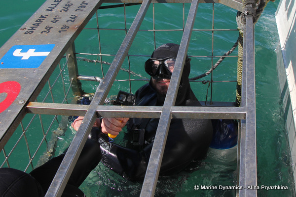 shark cage diving