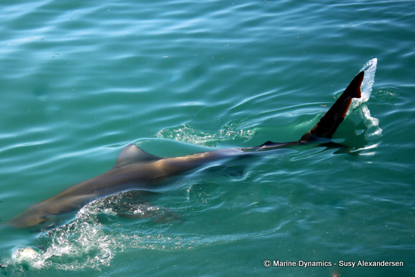 Bronze whaler shark
