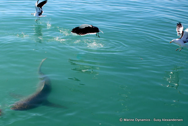 Bronze whaler shark