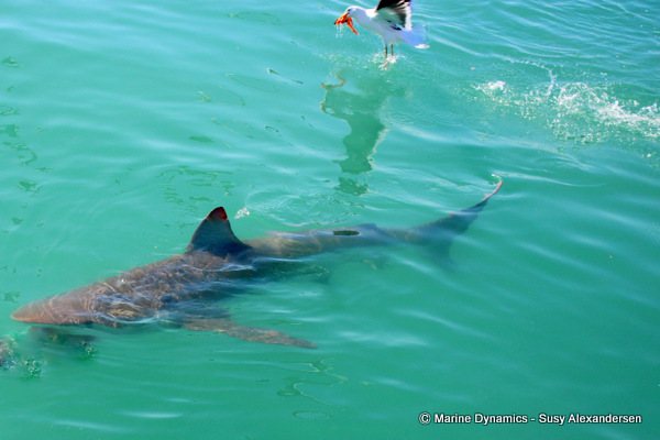 Bronze whaler shark