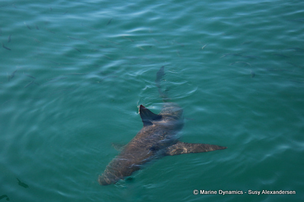 Bronze whaler shark