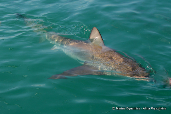 Bronze whaler, GAnsbaai, South africa