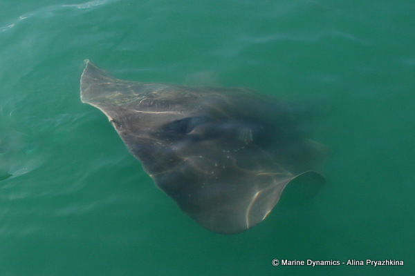 Short tailed stingray, Gansbaai South africa
