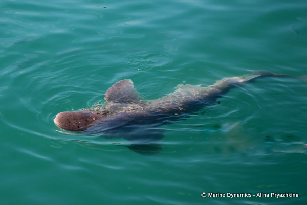 Sevengill shark