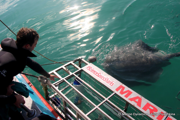 Shark cage diving