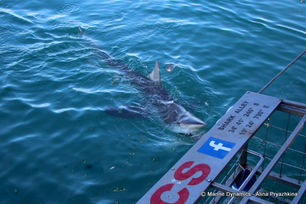 Bronze whaler, Gansbaai, South Africa