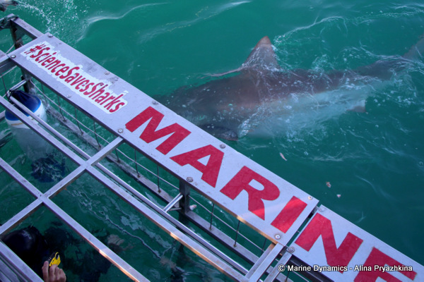 Bronze whaler, Gansbaai, South Africa