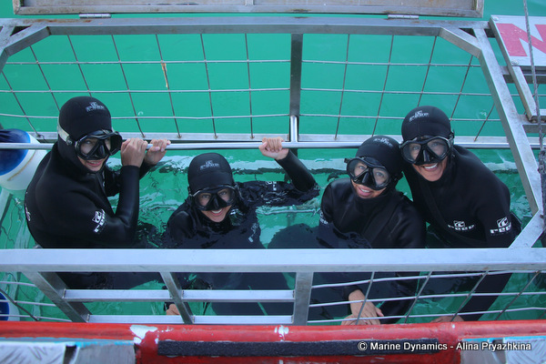 Shark cage diving, gansbaai, south africa