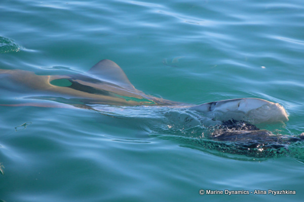 Bronze whaler, Gansbaai, South Africa